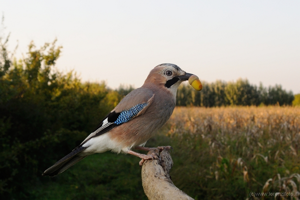 102836 Garrulus glandarius (Ghiandaia).jpg